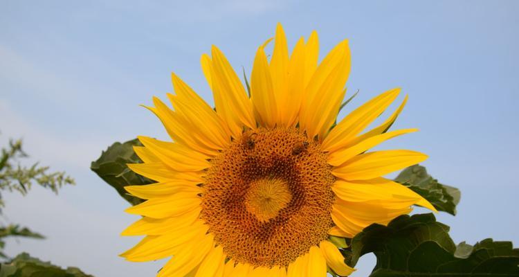 向日葵象征着什么？如何体现其独特的精神品质？