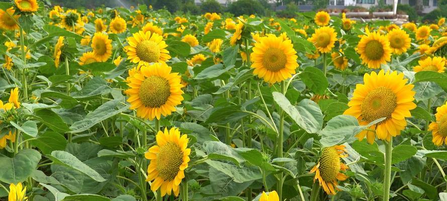 向日葵象征着什么?如何体现其独特的精神品质?