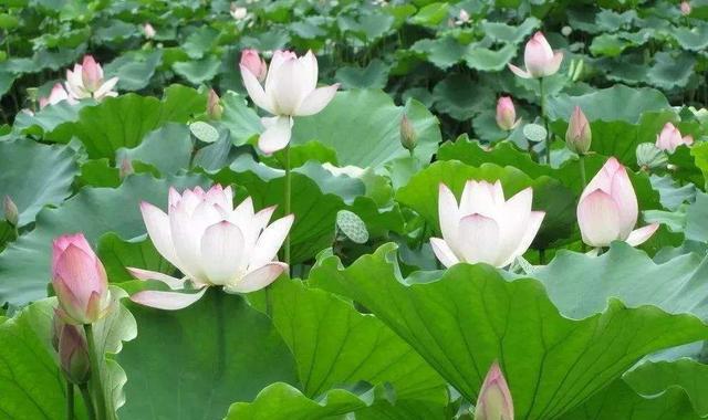 莲花的象征意义与寓意（莲花的美丽与坚强）