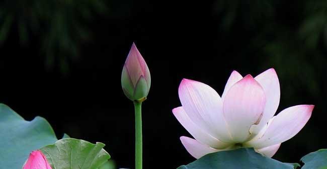 莲花的象征意义与寓意（莲花的美丽与坚强）