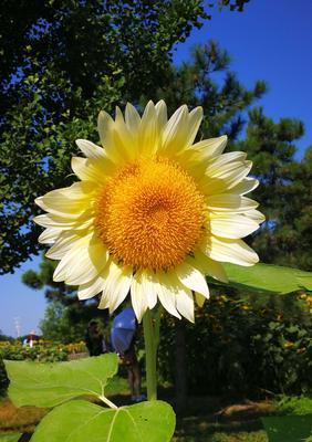 向日葵象征着什么？如何体现其独特的精神品质？