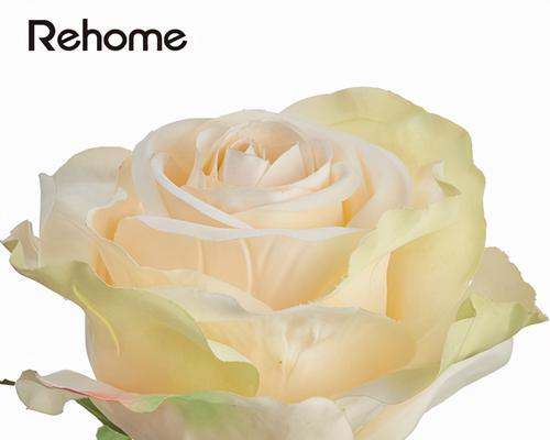 芬德拉玫瑰花语（探索芬德拉玫瑰的美丽语言）