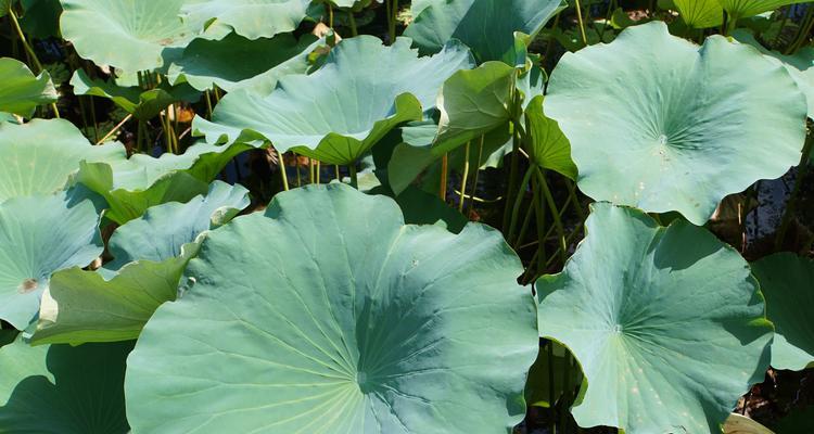 荷叶哪里产的最好？如何辨别优质荷叶？