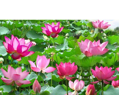 荷叶哪里产的最好?如何辨别优质荷叶? 荷叶哪里产的最好?如何辨别优质荷叶?