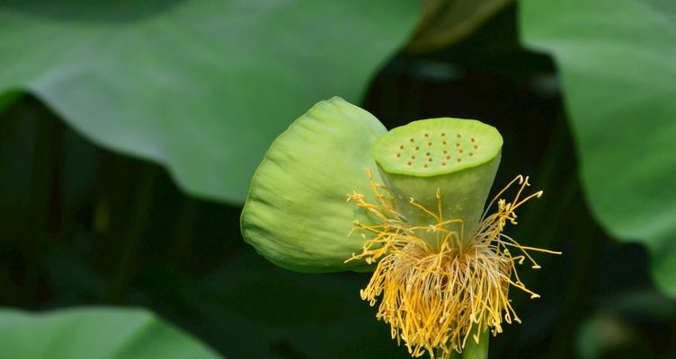 荷叶哪里产的最好?如何辨别优质荷叶? 荷叶哪里产的最好?如何辨别优质荷叶?
