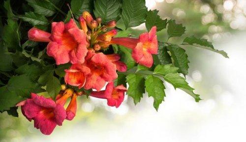 凌霄花的花语与寓意(探索凌霄花的神秘象征与意义) 凌霄花的花语与寓意(探索凌霄花的神秘象征与意义)