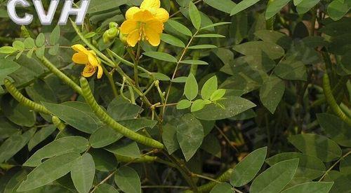 决明子什么时候种植最好？种植方法有哪些常见问题？