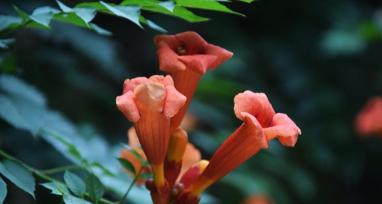 凌霄花的花语与寓意(探索凌霄花的神秘象征与意义) 凌霄花的花语与寓意(探索凌霄花的神秘象征与意义)