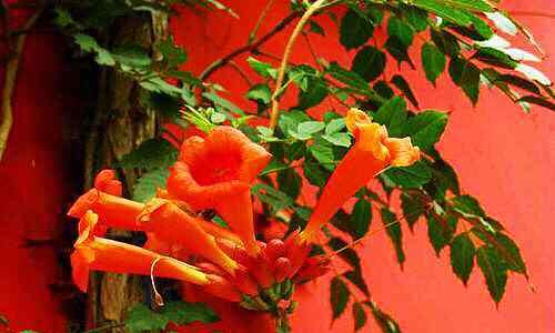 凌霄花的花语与寓意(探索凌霄花的神秘象征与意义) 凌霄花的花语与寓意(探索凌霄花的神秘象征与意义)