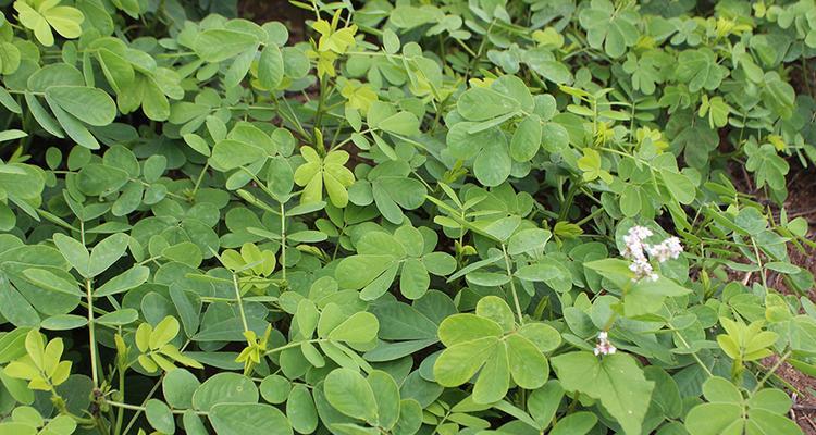 决明子什么时候种植最好？种植方法有哪些常见问题？