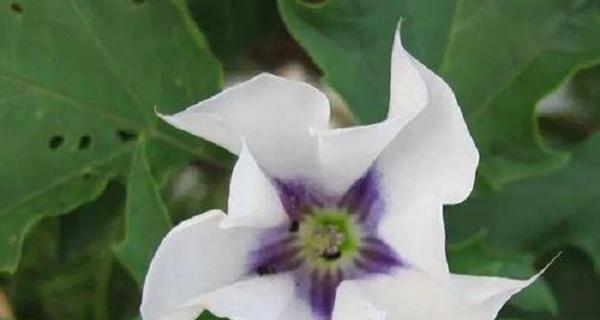 曼陀罗花语（揭开曼陀罗花背后的深层意义）