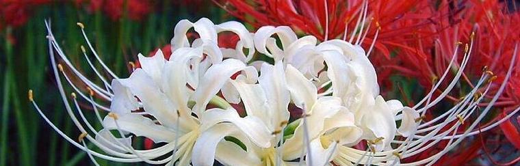 揭开曼陀罗花背后的深层意义 曼陀罗花语