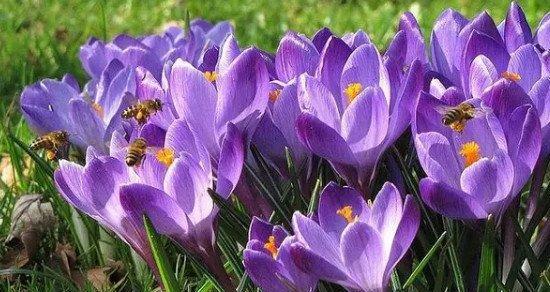 藏红花主要产自哪里？全球有哪些著名的产地？