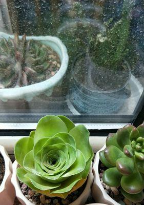 山地玫瑰之美——花开如诗（秀丽多姿的山地玫瑰绽放出爱与希望的力量）