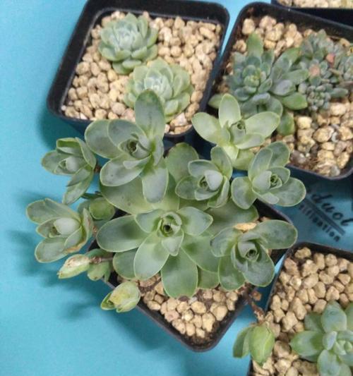 山地玫瑰之美——花开如诗（秀丽多姿的山地玫瑰绽放出爱与希望的力量）