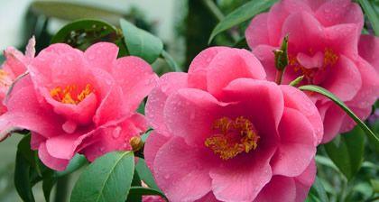 山茶花的花语与寓意（揭示山茶花的花语）