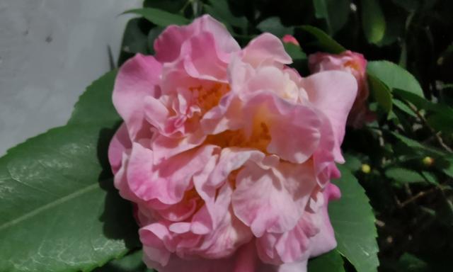 山茶花的花语与寓意（揭示山茶花的花语）