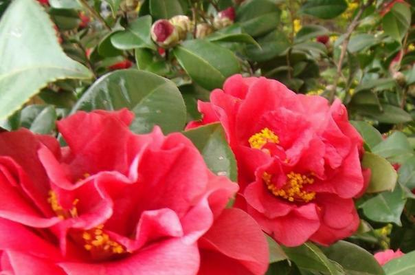 山茶花的花语与寓意（揭示山茶花的花语）