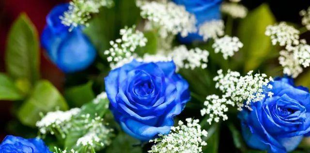 蓝玫瑰的花语与象征意义(探寻蓝玫瑰的美丽与神秘) 蓝玫瑰的花语与象征意义(探寻蓝玫瑰的美丽与神秘)