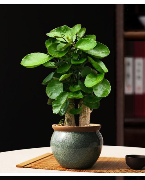 金丝楠木盆栽可行吗？盆栽金丝楠木的正确方法是什么？