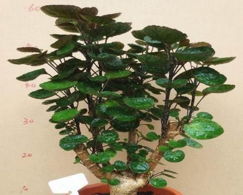 金丝楠木盆栽可行吗？盆栽金丝楠木的正确方法是什么？