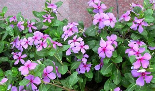 揭秘雪球花花语的隐藏信息（探寻雪球花花语的深层含义）