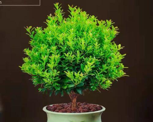 金丝楠木盆栽可行吗？盆栽金丝楠木的正确方法是什么？