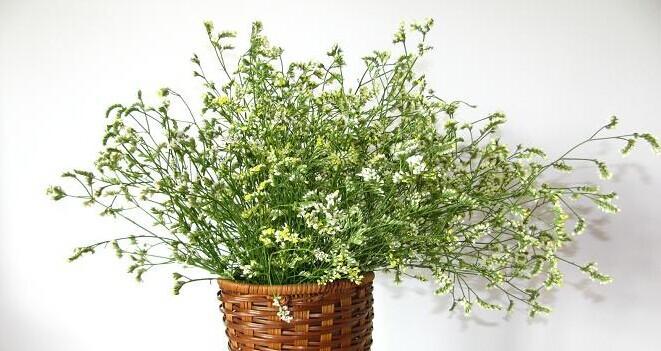 揭秘雪球花花语的隐藏信息（探寻雪球花花语的深层含义）