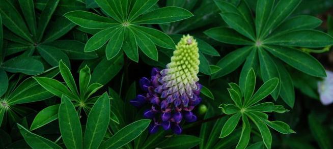 揭秘雪球花花语的隐藏信息（探寻雪球花花语的深层含义）