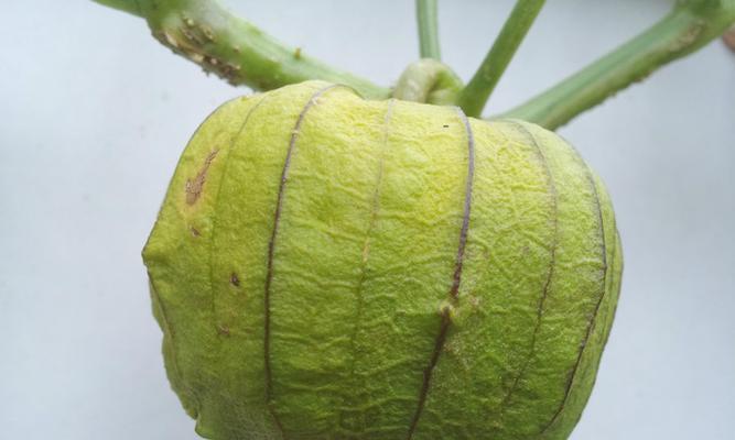 灯笼草泡水喝的功效与注意事项是什么？