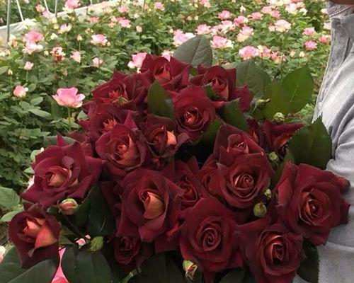 黄月季花的寓意（花开花落）