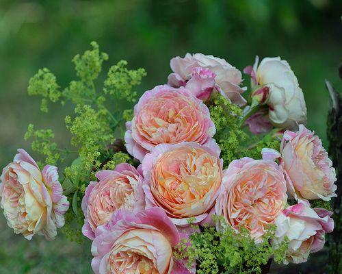 黄月季花的寓意（花开花落）