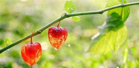 灯笼草泡水喝的功效与注意事项是什么？