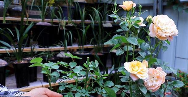 黄月季花的寓意（花开花落）