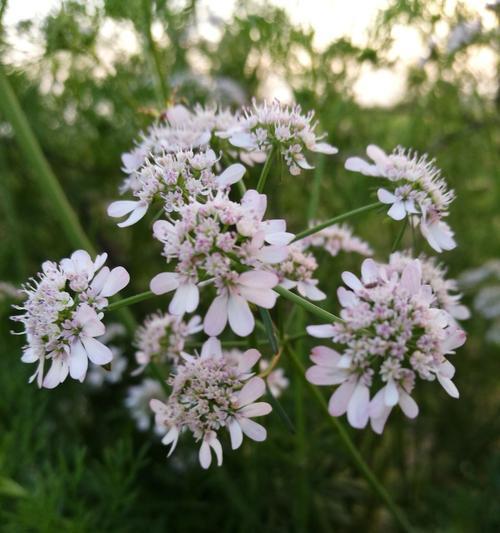 香菜会开花吗（香菜的花期和开花特点简析）