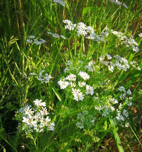 香菜会开花吗（香菜的花期和开花特点简析）