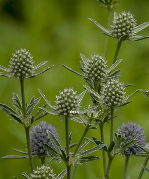 香菜会开花吗（香菜的花期和开花特点简析）
