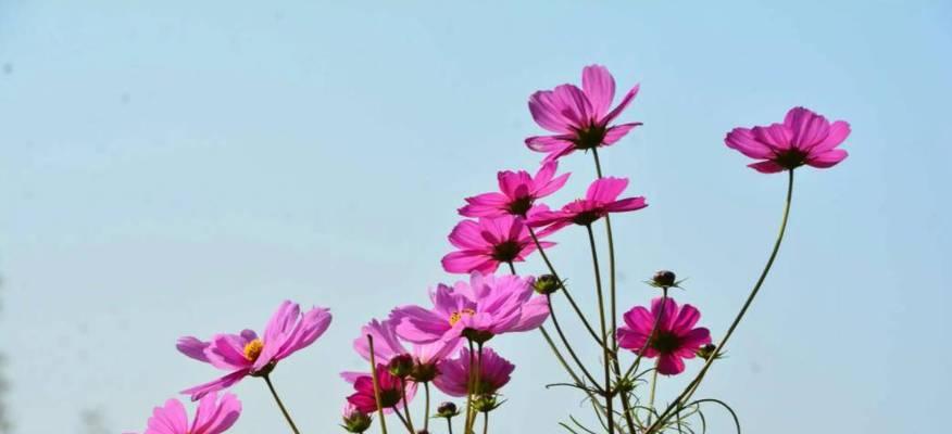 波斯菊的开花时间是多久？一年能开几次花？