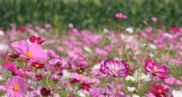 波斯菊的开花时间是多久？一年能开几次花？