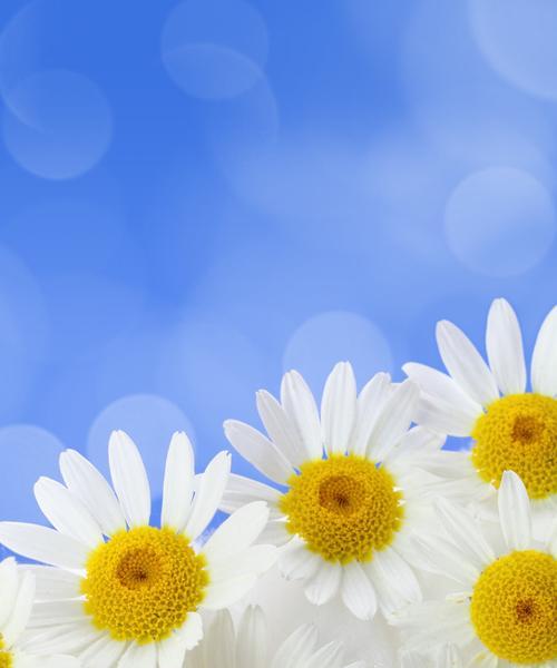 蓝色雏菊的花语和寓意（探寻蓝色雏菊的美丽与象征）