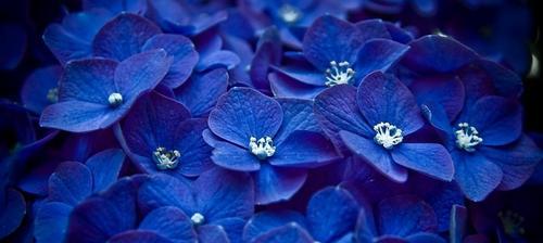 蓝色雏菊的花语和寓意（探寻蓝色雏菊的美丽与象征）