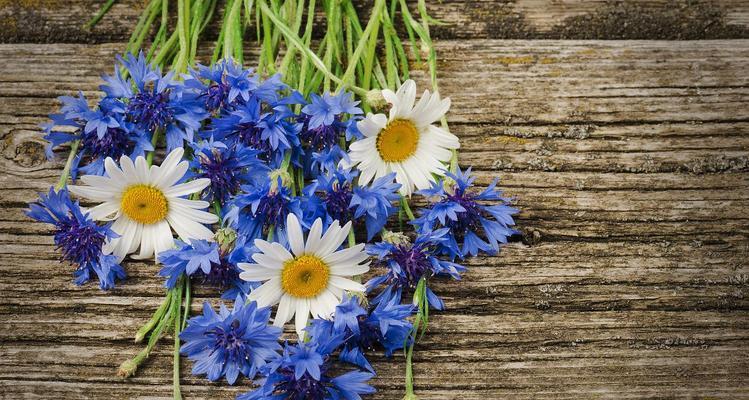 蓝色雏菊的花语和寓意（探寻蓝色雏菊的美丽与象征）