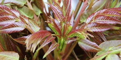 香椿的功效与作用是什么?如何正确食用香椿? 香椿的功效与作用是什么?如何正确食用香椿?