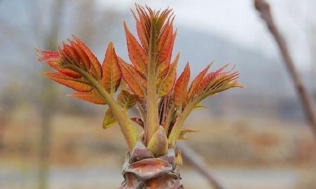 香椿的功效与作用是什么?如何正确食用香椿? 香椿的功效与作用是什么?如何正确食用香椿?