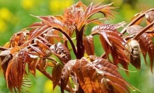 香椿的功效与作用是什么?如何正确食用香椿? 香椿的功效与作用是什么?如何正确食用香椿?