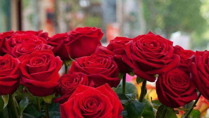 送玫瑰花的寓意与意义（探索玫瑰花的象征和传递的情感）