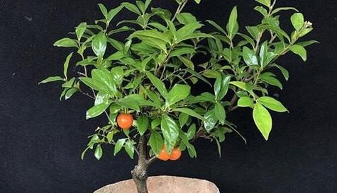 金弹子叶子出现黑斑是什么原因？如何防治？