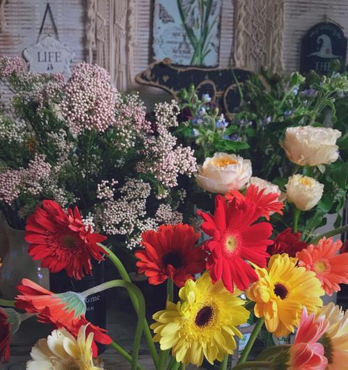 非洲菊(探寻非洲菊在不同文化中的多重意义) 非洲菊(探寻非洲菊在不同文化中的多重意义)