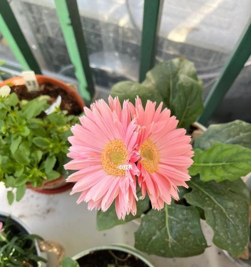 非洲菊（探寻非洲菊在不同文化中的多重意义）