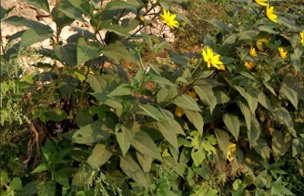 菊芋块茎繁殖与种植方法是什么？如何正确进行？